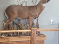 Lifesize Deer