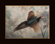 Black Pheasant final