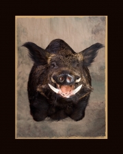 Boar