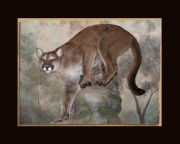 Mountain Lion