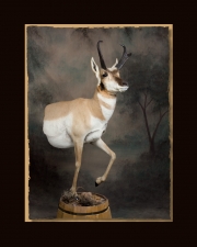 Antelope All Seasons Taxidermy large