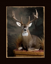 Deer on knees All Seasons Taxidermy large