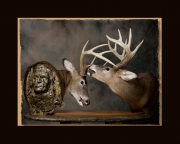 Fighting Deer All Seasons Taxidermy large