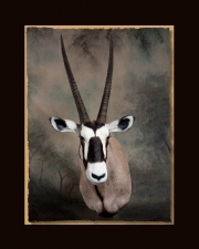 Gemsbok front view All Seasons Taxidermy large