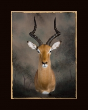 Impala All Seasons Taxidermy large