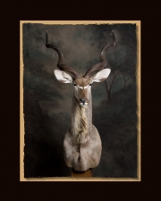 Kudo All Seasons Taxidermy large