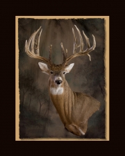 Parker Deer All Seasons Taxidermy large