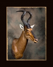 Red Hartebe All Seasons Taxidermy All Seasons Taxidermy large