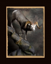 Stone Sheep All Seasons Taxidermy large