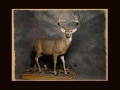 Full Deer All Seasons Taxidermy large